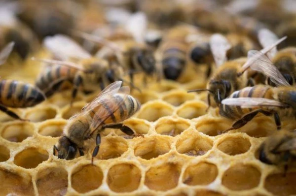 Frosty winter may lead to mass bee deaths