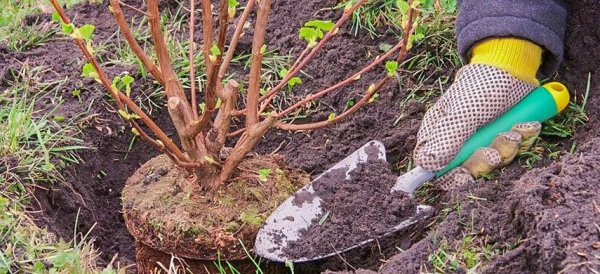 How to Properly Plan a Garden on a Summer Cottage Plot?