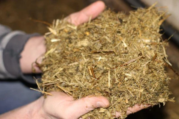 Harmful Aspects of Organic Fertilizers: What You Need to Know