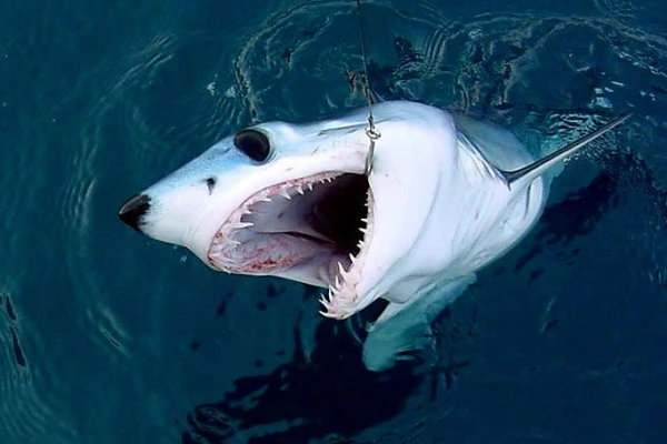 Dangerous Hunting: Who and How Pursues Great White Sharks