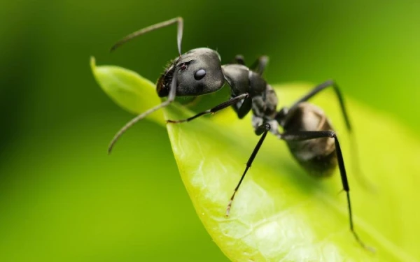 How do ants communicate with each other?
