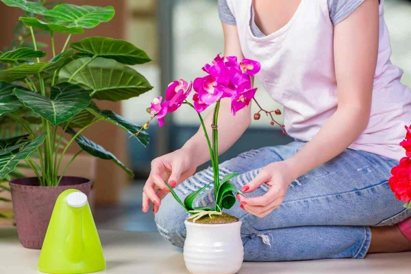 How to Properly Fertilize Orchids and Peace Lilies for Lush Growth