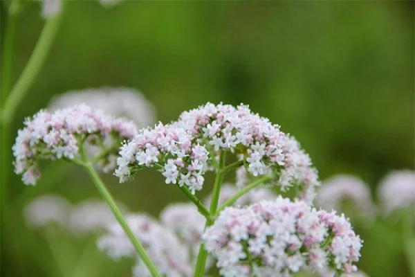 Can valerian be cultivated in the garden?