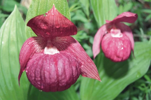 When Do Lady's Slippers Bloom?