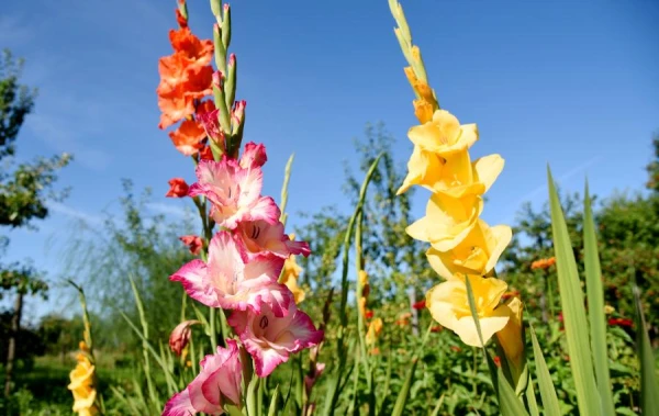 When did gladioluses become popular among florists?