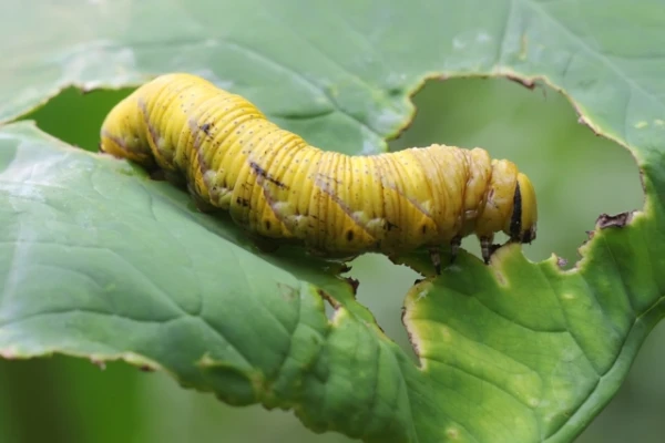What Happens If... You Shave a Caterpillar? Scientists Conducted Experiments