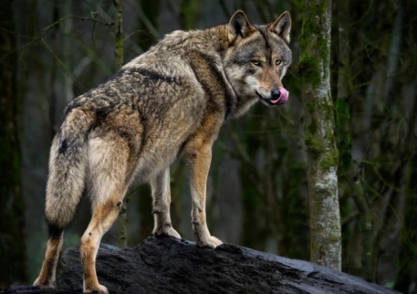 Do Wolves Wag Their Tails?