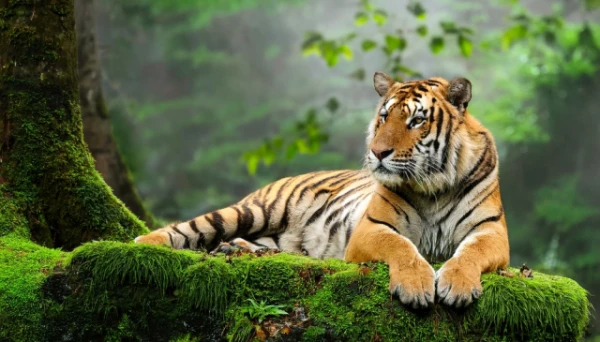 Why Are Tigers Orange?