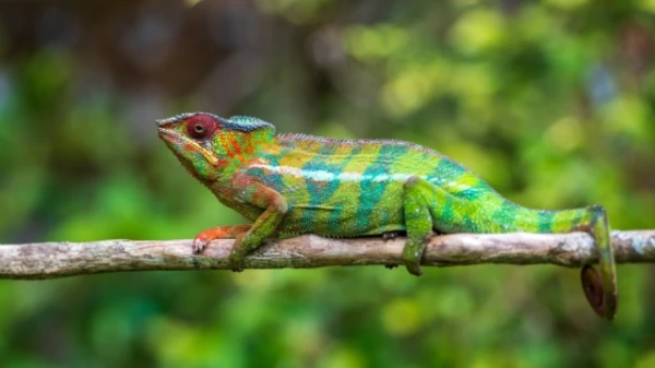 Which reptiles can survive a whole year without food