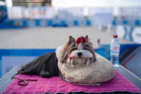 In China, the cost of dog boarding services is comparable to prices in luxury hotels