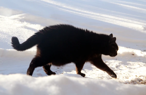 The sun will shine again on Saturday; the snowfall will cease