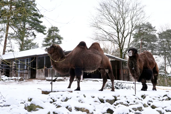 Some are sleeping, some are enjoying the snow. How do the inhabitants of the Riga Zoo feel during the Latvian frosts?