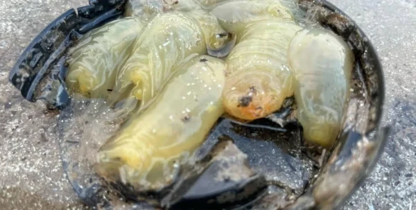 Что это за гадость, выяснили английские ученые.