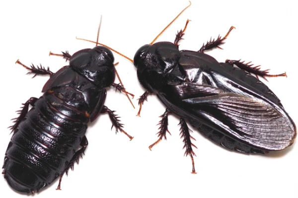 Why Loving Japanese Cockroaches Bite Off Each Other's Wings