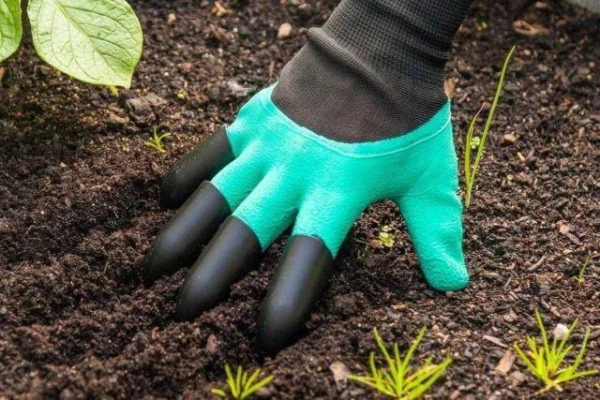 How to Properly Plant Sweet Peas?