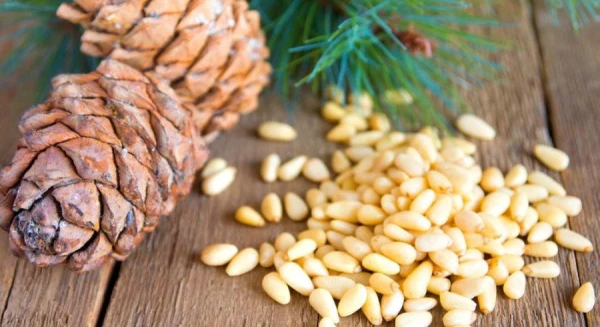 Protect the heart and promote weight loss: five reasons to consume pine nuts more often