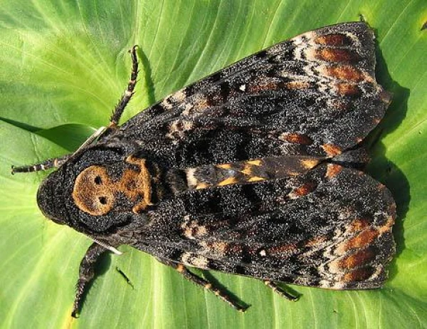 Can insects make sounds?