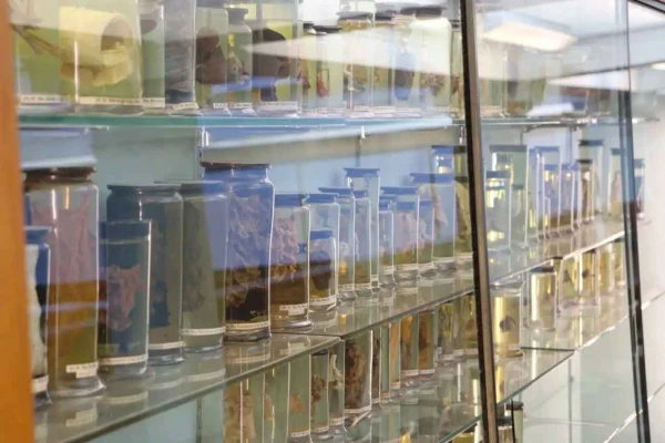 Биоматериалы принесли разгадку науке.