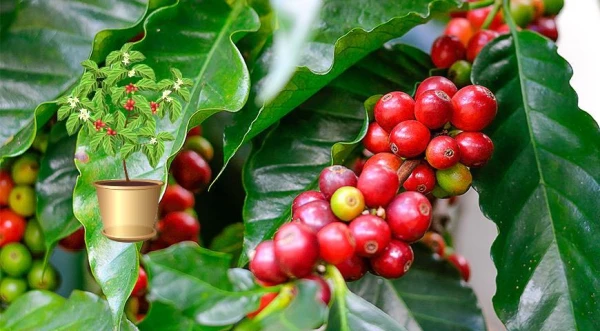 How to Grow Coffee at Home?