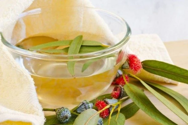 The therapist explained which plants can help eliminate viruses in the apartment