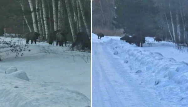 Surreal Scene in Kurzeme: A Herd of Wild Bison on the Road