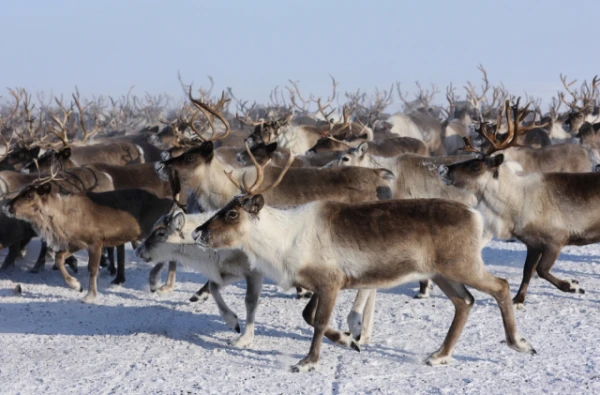 Why Do Deer Form Circles?