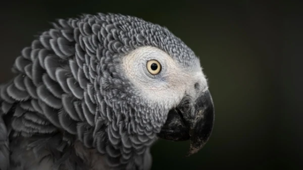 The Most Famous African Grey Parrot Has Died