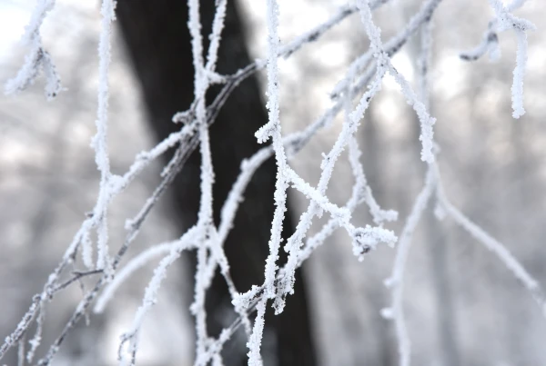 This year, 20 people froze to death