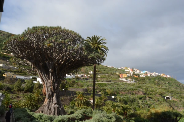 Драконово дерево, старейшее на Тенерифе, ему 2000 лет – главная достопримечательность Икод-де-лос-Винос. Фото автора.
