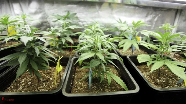 What is paskon and what is it used for?