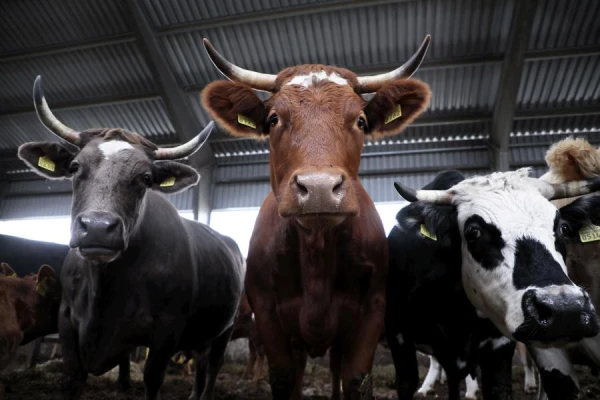 Korean Scientists Developed 'Beef Rice'