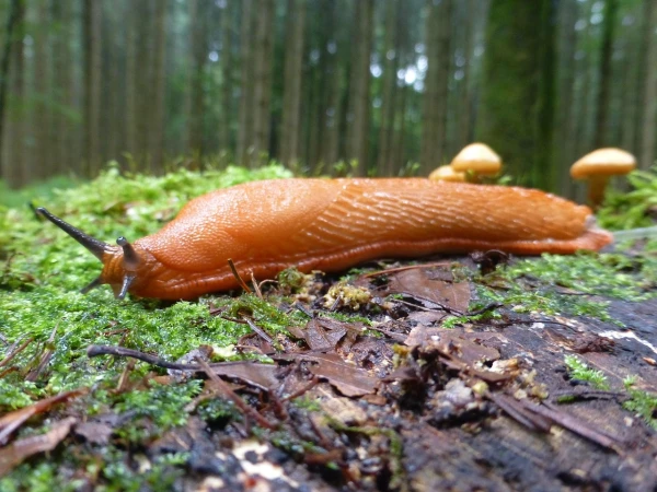 Zoologist Dismisses Hopes That Severe Frost Will Eliminate Spanish Slug