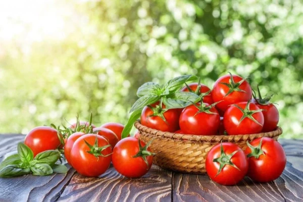 How to Speed Up the Early Harvest of Tomatoes?