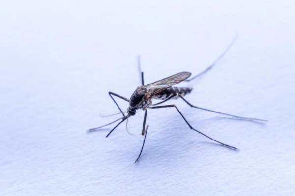 Mosquitoes as Vectors of Infections: Reasons for Their Danger