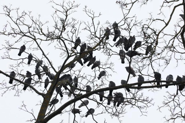 Winged Neighbors: How Many Birds Live on Our Planet