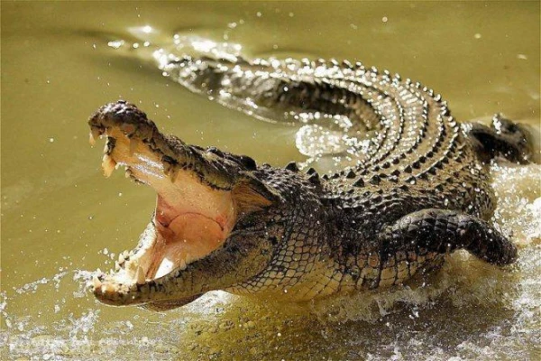 Why Have 400 Crocodiles Settled on the Territory of an Operating Nuclear Power Plant?