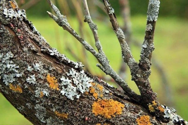 Determining Directions: Is it Possible to Use Moss on Trees as a Landmark?