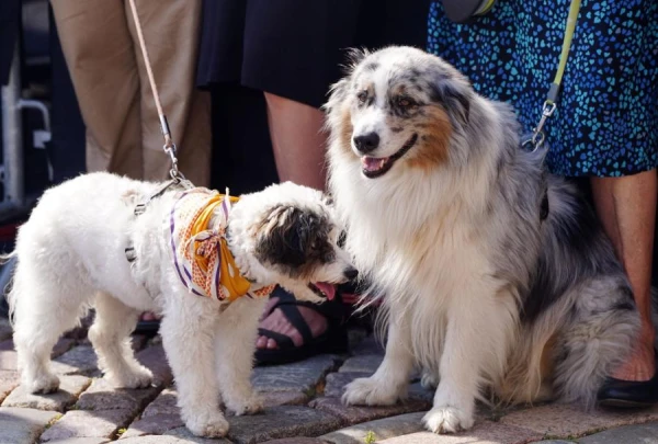 Why Do Dogs Sniff Each Other's Rear Ends When They Meet?