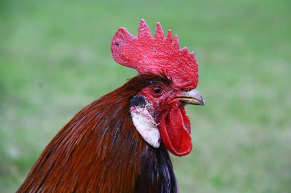 The Aesthetic Element: Why Do Hens and Roosters Need a Comb on Their Heads?