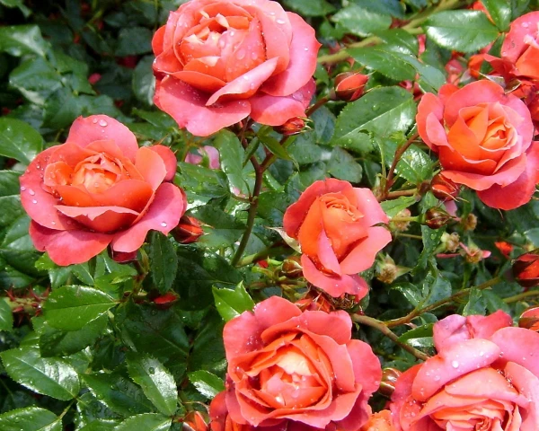 Roses Will Not Forgive This Mistake: Plants That Secretly Kill the Flower