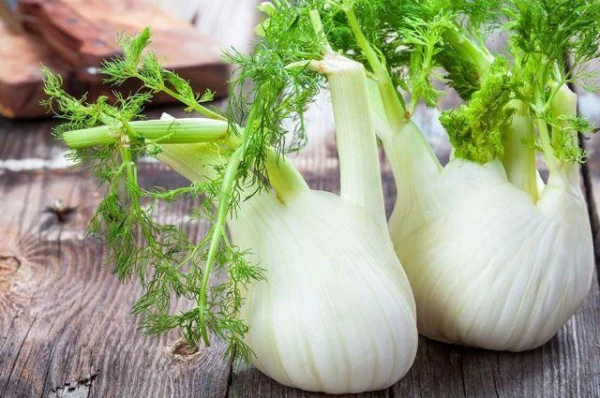 How to Properly Grow Fennel?