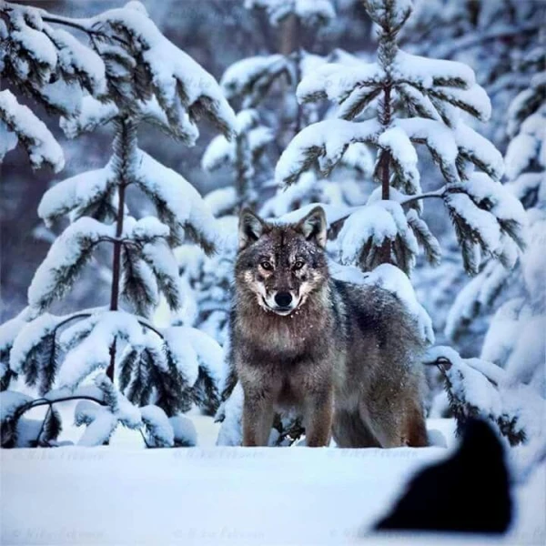 The Traveling Wolf: How a Predator Covered a Record 1240 Kilometers