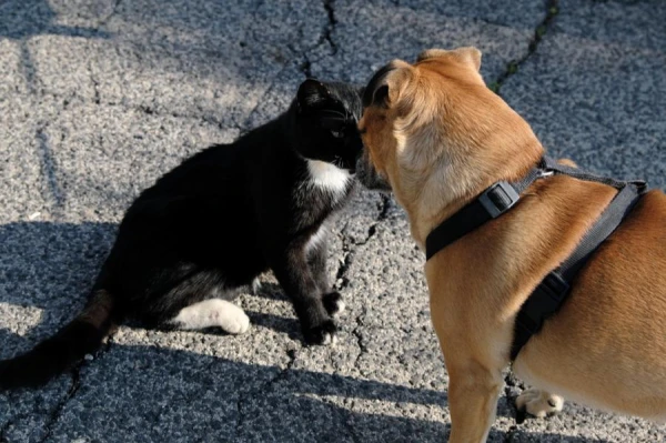 Cats Master Dog Games