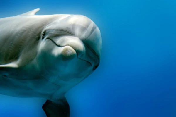 Who Becomes a Victim of Dolphins