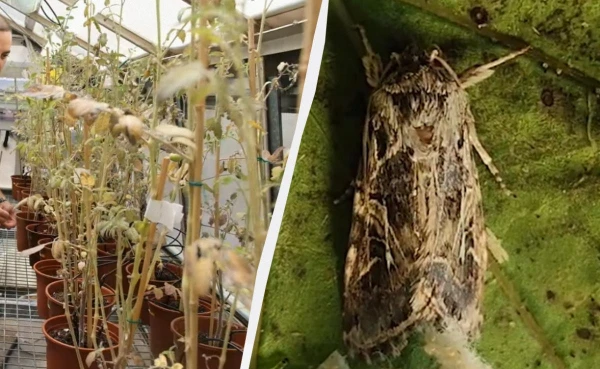 Самки моли избегали томатов, которые страдали от обезвоживания и соответственно "звучали".