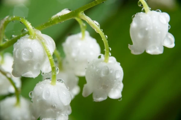 What plants, besides lily of the valley, can be dangerous in the garden?