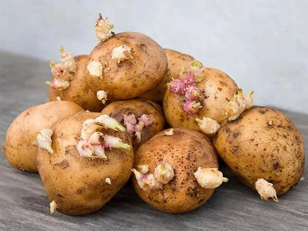 “Boiling Won’t Help”: Toxicologist Explains What to Do with Sprouted Potatoes