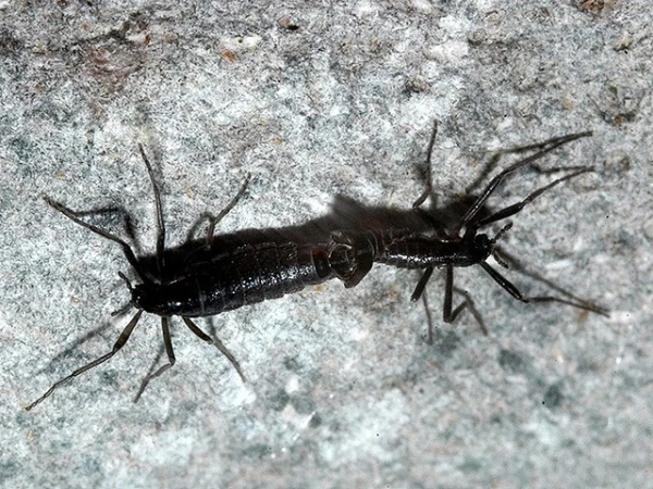 Бедное насекомое съело пакость.