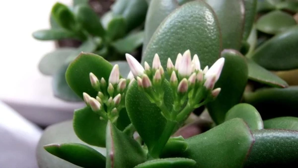 How to Properly Care for a "Money Tree" at Home?