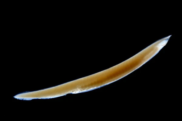 Which animal has the thinnest skin?